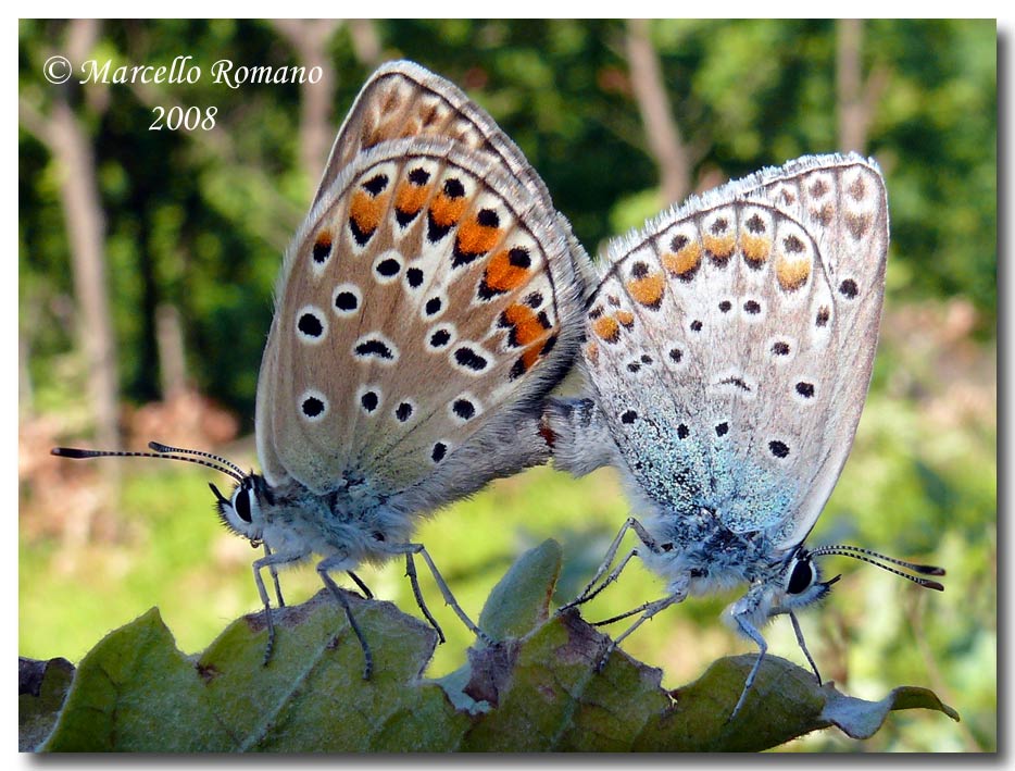 Insetti dalla Croazia : 17. Polyommatus  escheri in copula